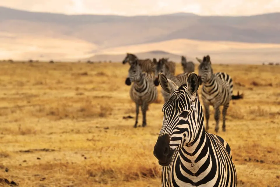 Tanzania en otoño
