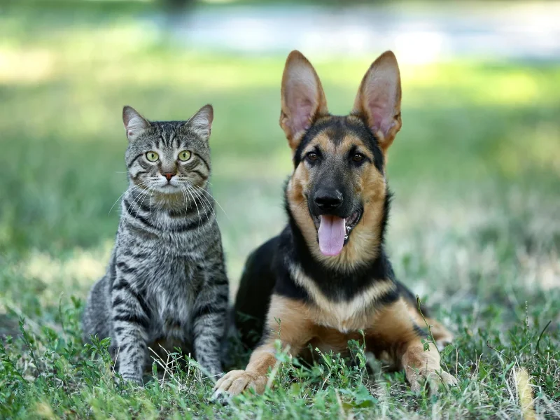 pasaporte-europeo-mascotas-perro-gato-normativa-abril