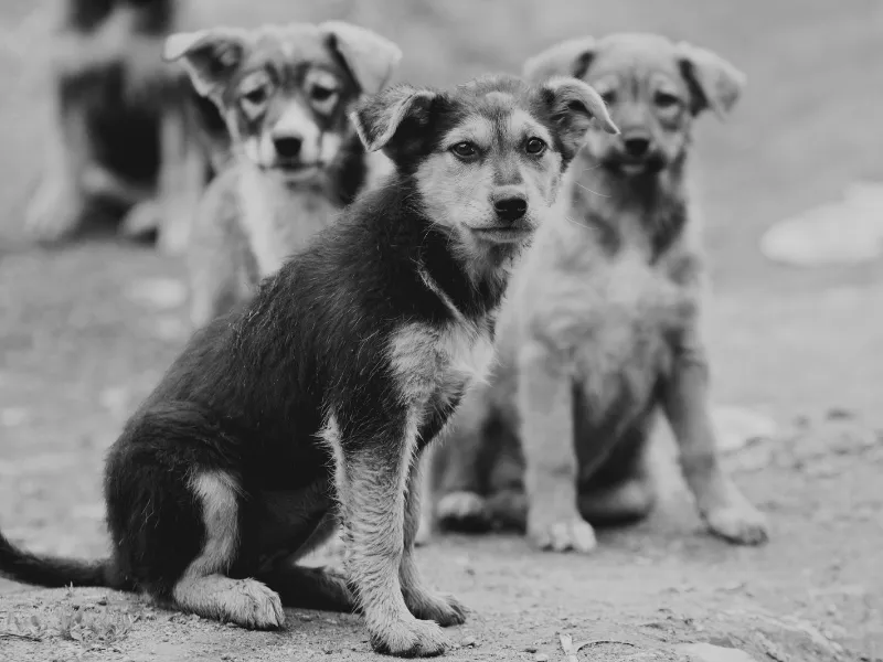 FIFA 2030: Marruecos acusado de exterminar perros callejeros antes del Mundial Organizaciones y la primatóloga Jane Goodall denuncian la eliminación masiva de perros callejeros en Marruecos, sede del Mundial FIFA 2030. La FIFA está bajo presión