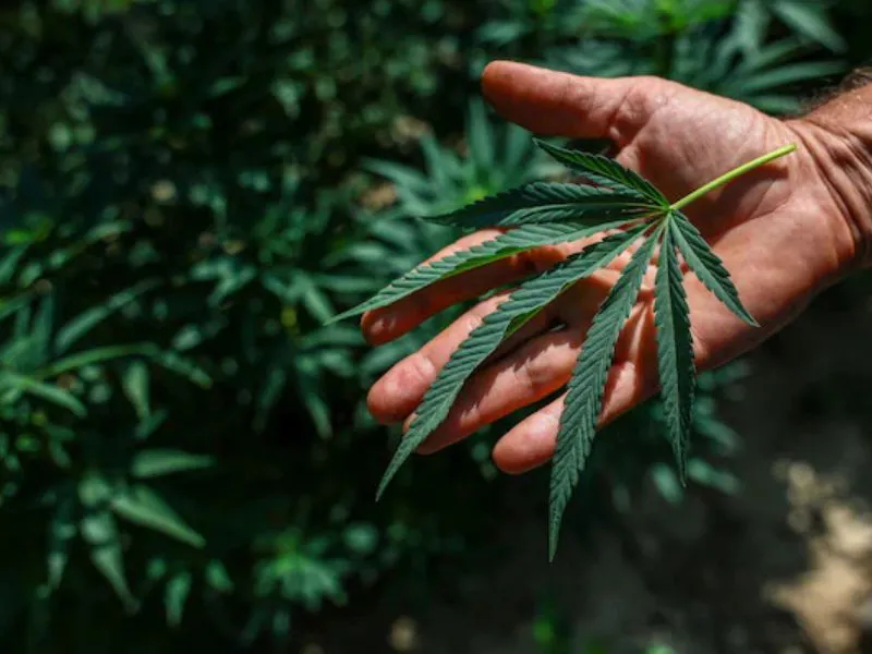 trump-firma-orden-cannabis|Foto: Valeria Mongelli/Bloomberg El presidente Donald Trump ordena reclasificar el cannabis en una categoría menos restrictiva, impulsando la industria y abriendo la puerta a usos médicos regulados
