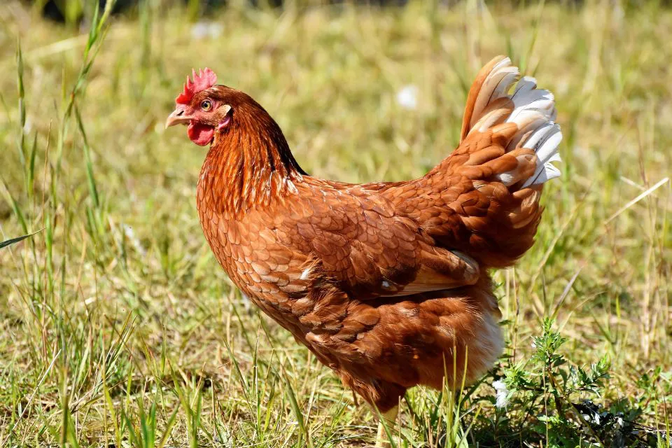 39 jóvenes denunciados por utilizar una gallina como balón de fútbol en La Rioja La Rioja: 39 jóvenes denunciados por utilizar una gallina como balón de fútbol