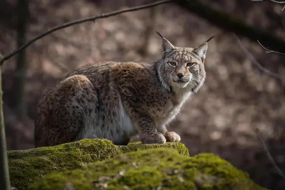 El lince ibérico alcanza en 2024 un nuevo máximo histórico El lince ibérico alcanza en 2024 un nuevo máximo histórico con 2.401 ejemplares