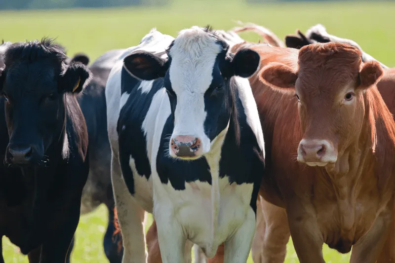 Vacas
