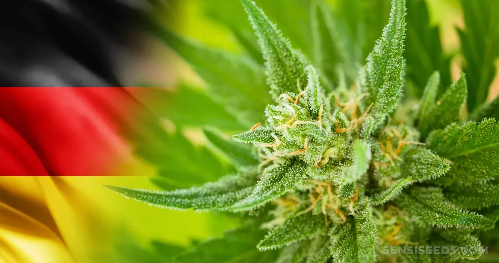 alemania-legaliza-cannabis 