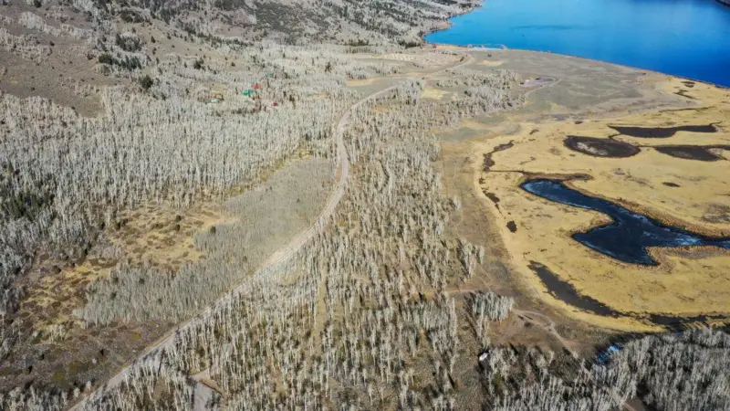Pando- área de 43 hectáreas cerca de Fish Lake- Utah- Estados Unidos - GettyImages 