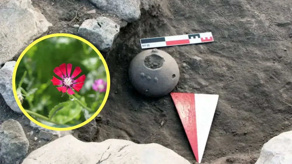Recipiente hitita que contiene las semillas de "Centaurea tchihatcheffii" | Foto: Ministerio de Cultura de Turquía