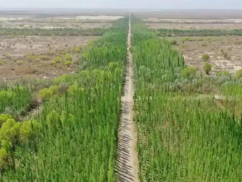 Árboles sembrados artificialmente reteniendo las arenas del desierto en una llanura árida|Foto: Ding Lei/Xinhua