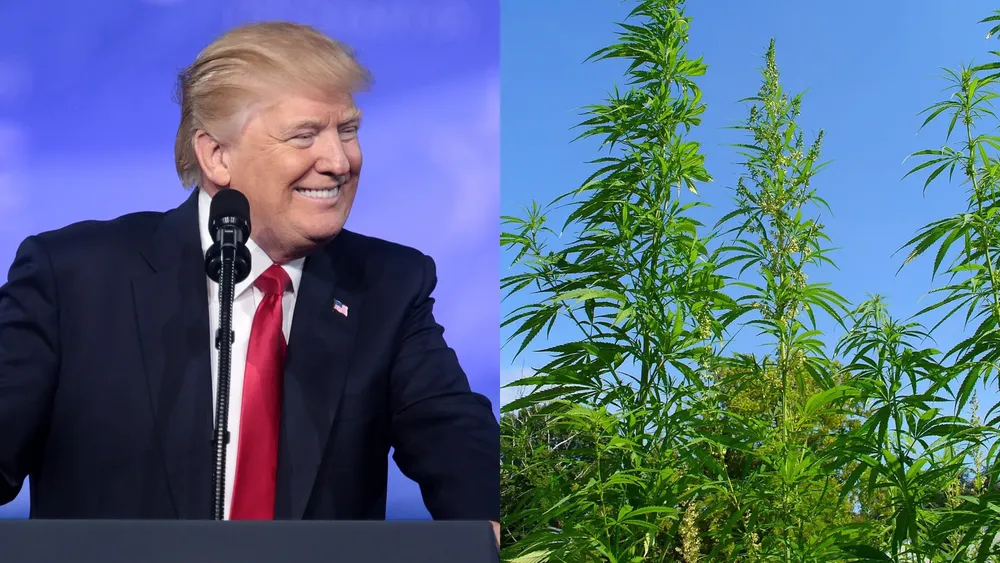 Trump ordena reclasificar el cannabis a una sustancia de menor riesgo | Foto: Wikimedia Commons  El presidente Trump ordena reclasificar el cannabis a una categoría de menor riesgo, el mayor cambio en décadas. Esto facilitará la investigación científica y otorgará beneficios fiscales a la industria estatal legal.