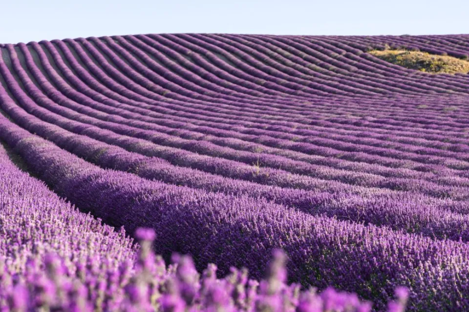 Campos de Lavanda de Brihuega