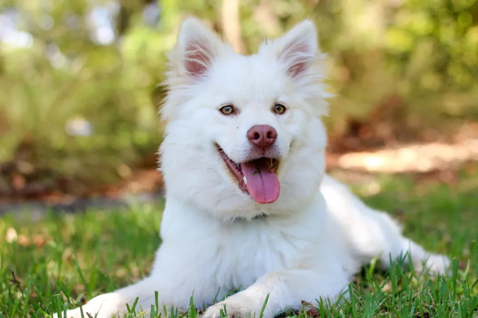Los perros reconocen información relevante en conversaciones humanas Los perros reconocen información relevante en conversaciones humanas, según expertos 