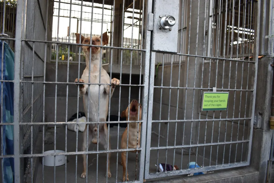 Fotografía de perros ladrando en Pasadena Humane Society en Los Ángeles (Estados Unidos). EFE/Mónica Rubalcava