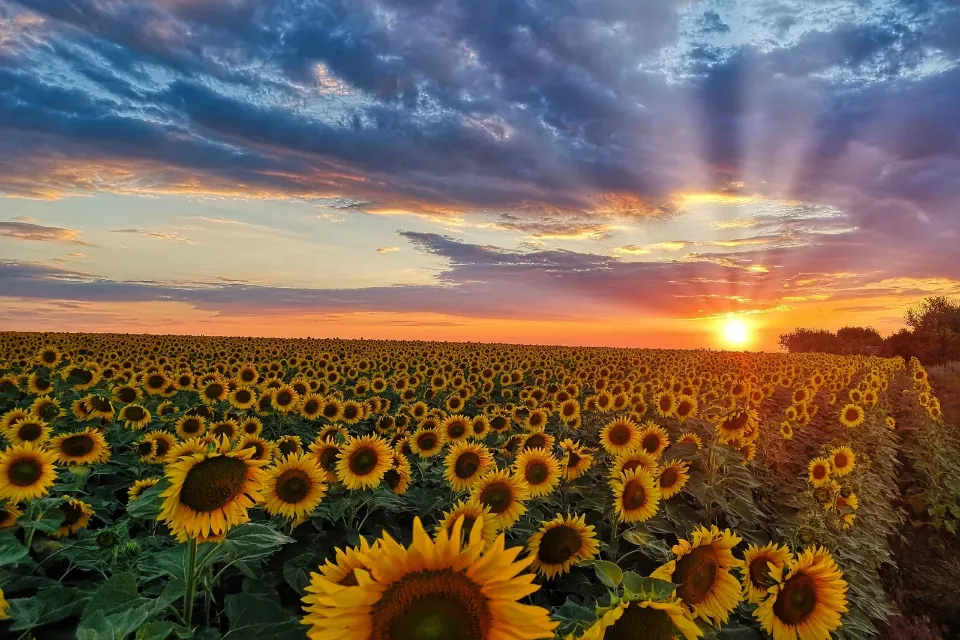 Floración de los girasoles en Carmona Conoce el pueblo sevillano que miles de japoneses visitan para ver la floración de los girasoles