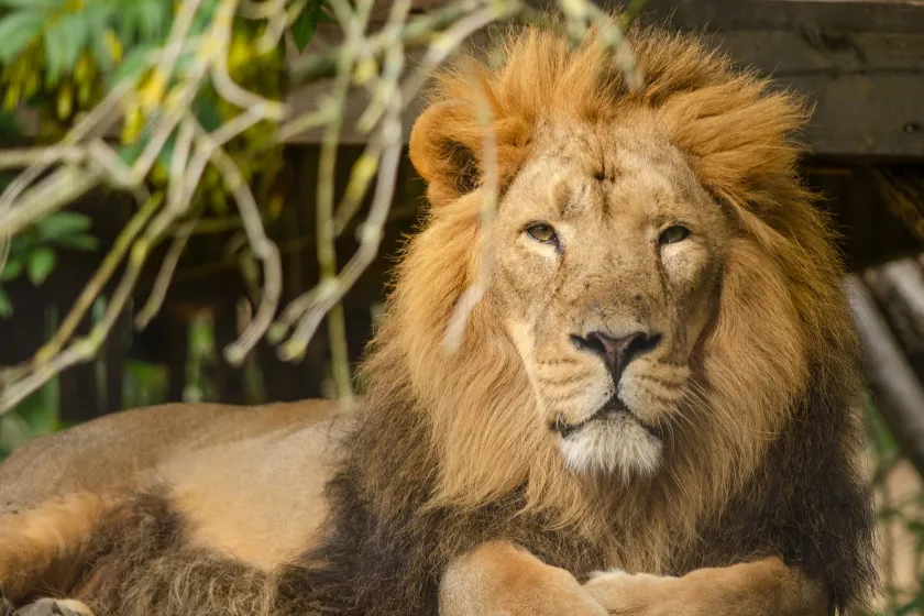 Zoológico de Dinamarca propone donar mascotas como alimento para depredadores Zoológico de Dinamarca propone donar mascotas como alimento para depredadores: ¿preservación natural o ética cuestionable?