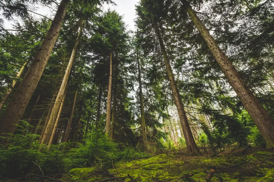  árboles en peligro de extinción - árbol 1