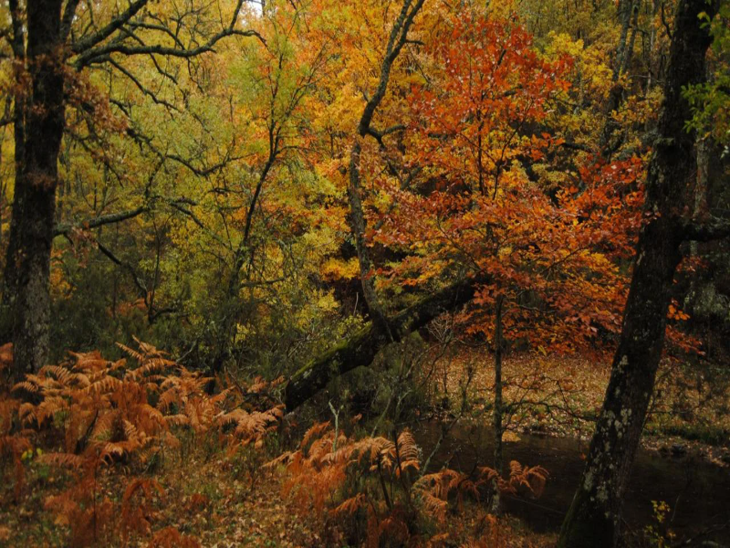 Sendero en el Hayedo de Montejo con hayas centenarias durante la temporada de otoño|Foto: Visit Madrid