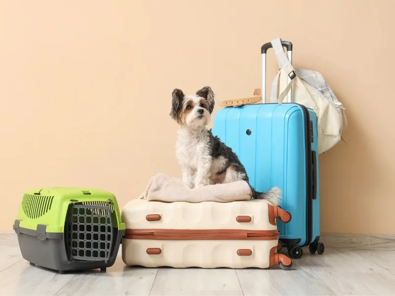 perro-viajando-tren-ave-españa-seguridad-bienestar-animal-pacma Guía para viajar con mascotas en España: retos logísticos, normativa de Renfe, exigencias de PACMA y consejos veterinarios para evitar urgencias
