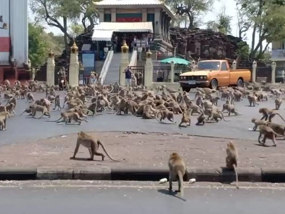 Monos en Lopburi Tailandia 