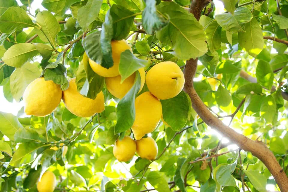 Limones