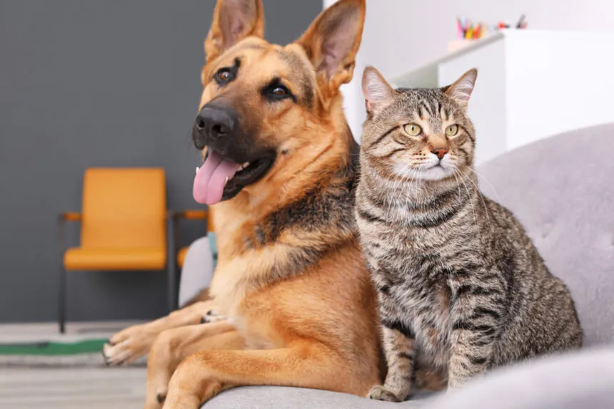 Cacho-e-gato-juntos-no-chao-posando-pra-foto_3
