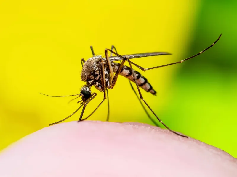 El cambio climático impulsa brotes de dengue y chikungunya en toda Europa El cambio climático está facilitando la expansión del dengue y la chikungunya en Europa, según alerta el ECDC. Expertos advierten sobre el papel de los vectores y el aumento de temperaturas