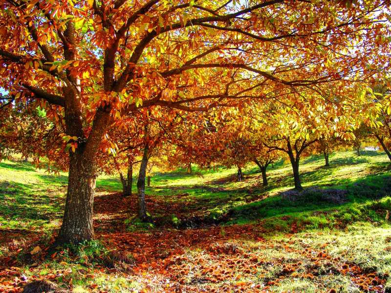 Paisaje en tonos ocres, marrones y dorados de los castañares del Valle del Genal en el Bosque de Cobre de Málaga