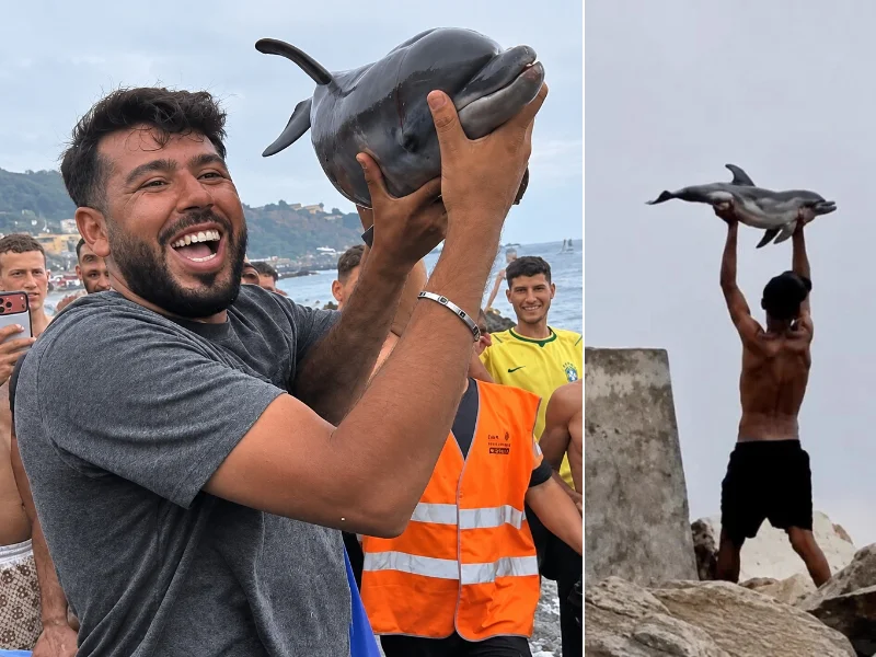 Denuncian la muerte violenta de una cría de delfín en Ceuta
