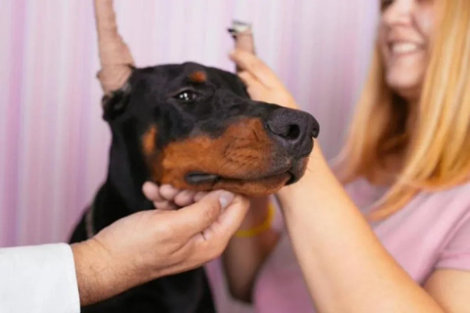 Operaciones estética animales / iStock 