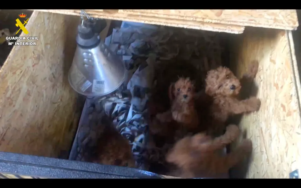 cachorros-1024x640
