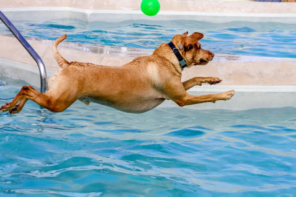 Parque acuático para perros 