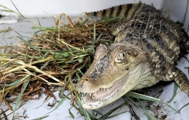 caiman 09082024