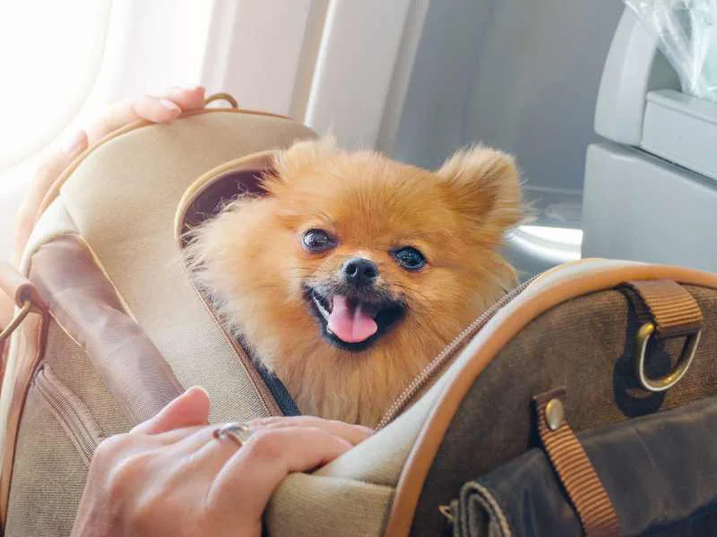 Pequeño perro en un transportín adecuado para viajar en la cabina de un avión