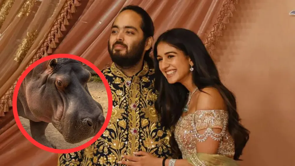 Anant Ambani y su novia Radhika Merchant proponen comprar los hipopótamos de Colombia | Foto: Getty 