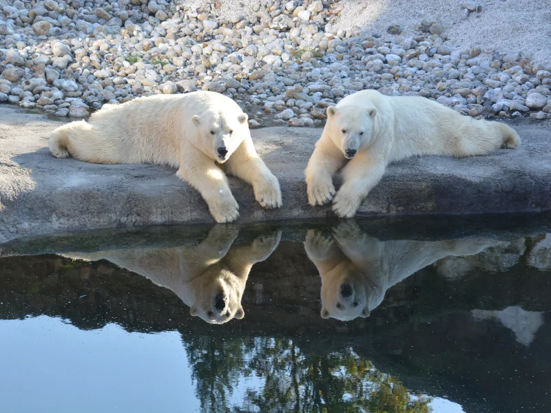 Osos polares descansando sobre una superficie rocosa