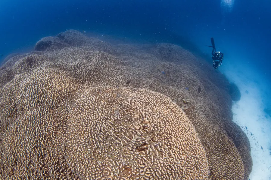 CORAL-MAS-GRANDE-DEL-MUNDO Islas Salomón - EFE/ Manu San Felix / National Geographic Pristine Seas