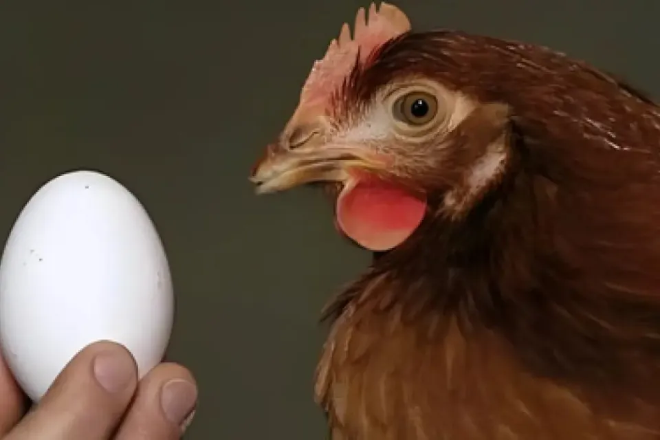 Huevo y gallina 