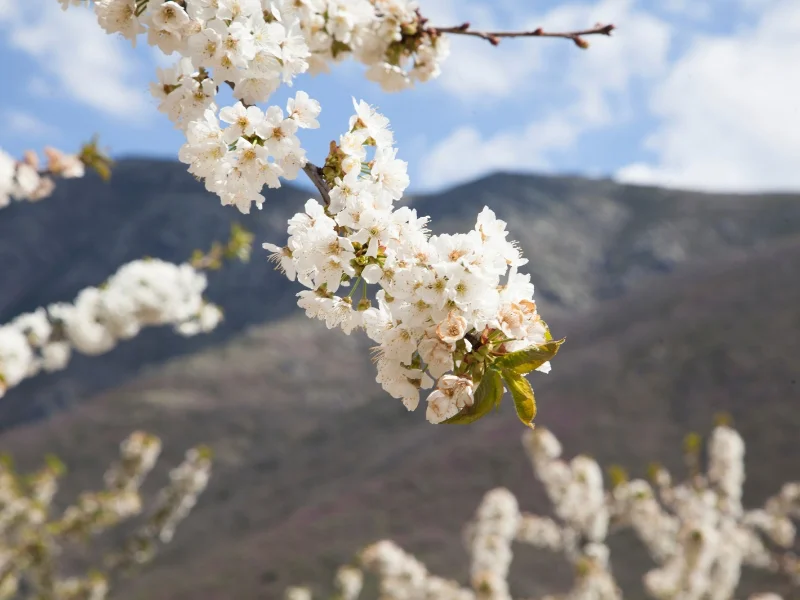 paisajes-primaverales-con-flores-silvestres-y-cerezos-en-flor