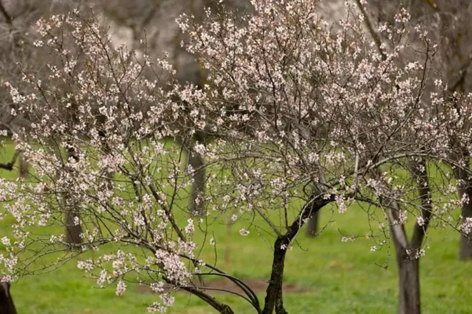 Almendros en flor, en el Parque de la Quinta de los Molinos en Madrid|Foto: Europa Press/Eduardo Parra Descubre cinco lugares para ver almendros y cerezos en flor esta primavera 
