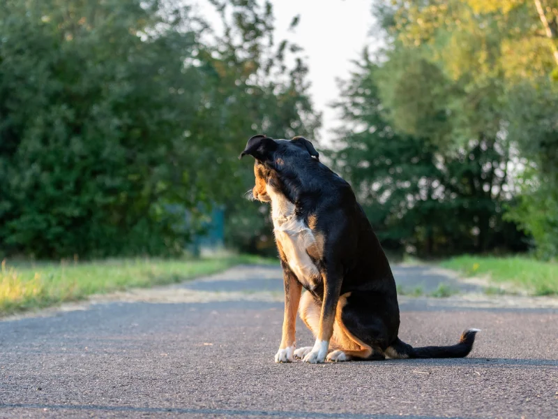 perro-adulto-sentado-junto-a-una-carretera-secundaria-en-pleno-verano