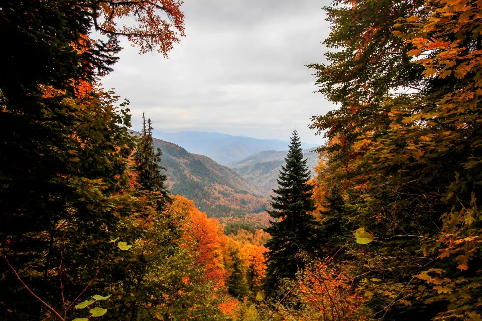 Selva Negra - Alemania - Otoño 