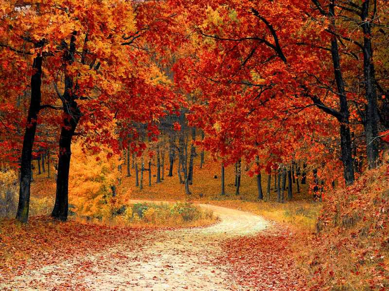 Sendero rodeado por el follaje de otoño en el Parque Natural del Carrascal de la Font Roja