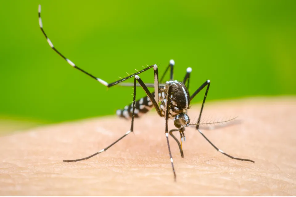 Dengue 